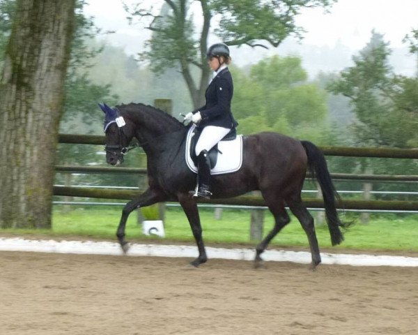 dressage horse Sunstreet (Bavarian, 2006, from San Romantiko)