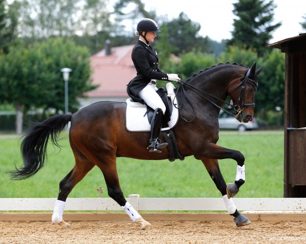 dressage horse Le Bon Amie (Westphalian, 2004, from Laomedon)