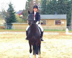 dressage horse Diaronjo (Oldenburger Springpferd, 2010, from Diarado)