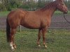 Zuchtstute Sorento's Girl (Westfale, 2012, von Sorento OLD)