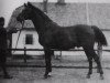 stallion 120 Dahoman XVI-16 (Arabian thoroughbred, 1912, from Dahoman XVI)