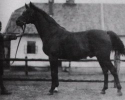 stallion 120 Dahoman XVI-16 (Arabian thoroughbred, 1912, from Dahoman XVI)