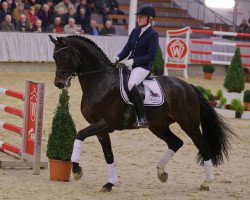 dressage horse Rock Amour (Rheinländer, 2011, from Rock Forever NRW)