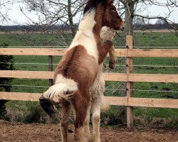 Pferd Djarfur vom Frieslandhof (Islandpferd, 2015)