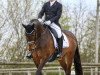 dressage horse Bellissima 22 (Hanoverian, 2003, from Breitling W)