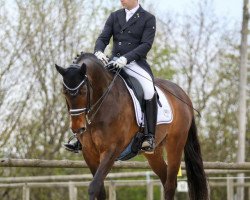 dressage horse Bellissima 22 (Hanoverian, 2003, from Breitling W)