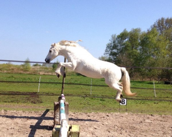 dressage horse Schneewittchen (unknown, 1995)