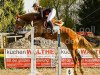 jumper Giness 6 (Latvian Warmblood, 2009)