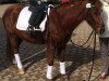 dressage horse Florentino 84 (Pinto / Pony, 2009)