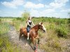 jumper Bonley (German Riding Pony, 1996, from Brillant)