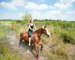 jumper Bonley (German Riding Pony, 1996, from Brillant)