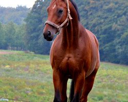 jumper Unic 8 (Oldenburg show jumper, 2004, from Insul Tech Up To Date 8)