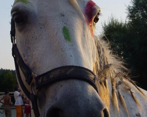 Pferd Mary (Connemara-Pony, 1997)