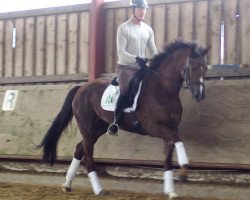 dressage horse Don Actoria (Rhinelander, 2012, from Don Gregory)