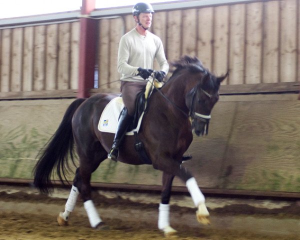 dressage horse Don Actory (Rhinelander, 2011, from Don Gregory)
