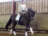 dressage horse Don Actory (Rhinelander, 2011, from Don Gregory)