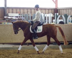 horse Ragine 3 (Rhinelander, 2012, from Rastenberg)