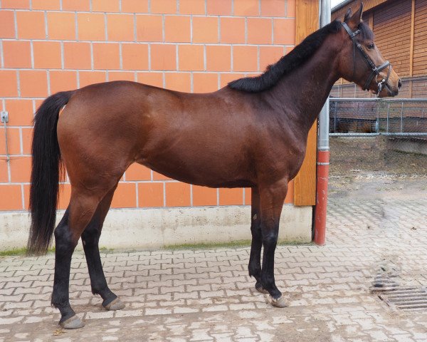 horse Texara (Trakehner, 2013, from Rastenberg)