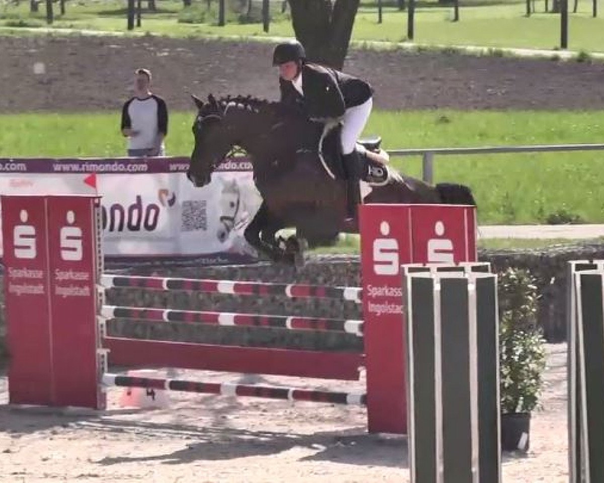 Springpferd Gilly Risk (KWPN (Niederländisches Warmblut), 2011, von Spartacus TN)