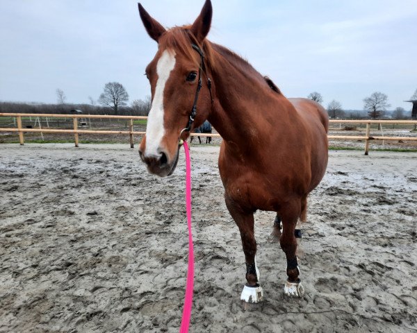 broodmare Wasandra (KWPN (Royal Dutch Sporthorse), 2003, from Gentleman)