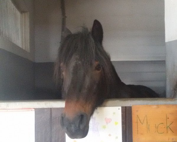 dressage horse Muck (unknown, 2005)