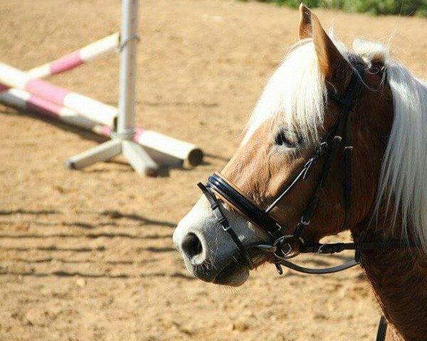 dressage horse Sky (3,91% ox) (Edelbluthaflinger, 2012, from Alabaster B)