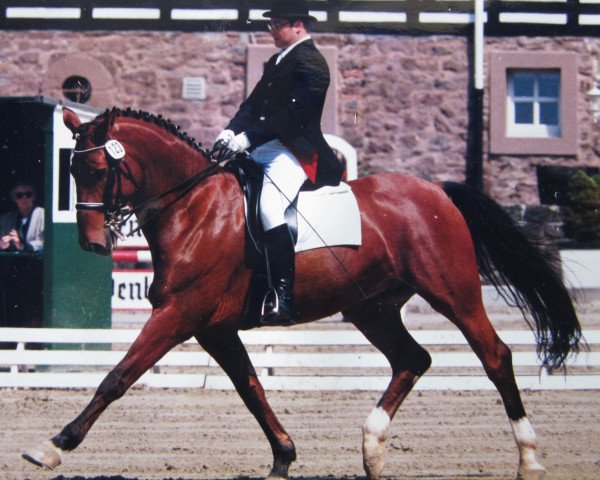 horse Leonleit (Danish Warmblood, 1988, from Leonardo II)