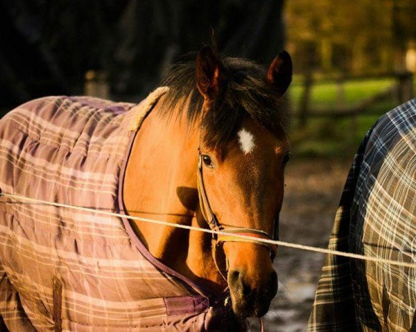 dressage horse Floronce la Supreme (Oldenburg, 2012, from Fuechtels Floriscount OLD)