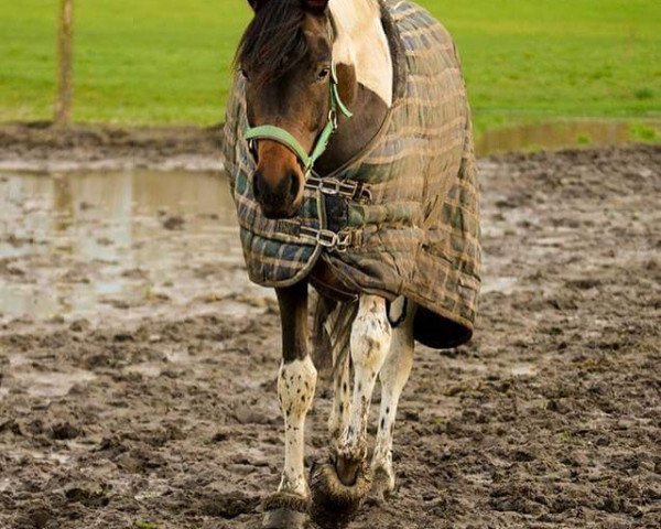 Pferd Belle etoile L (Oldenburger, 2012, von Southern Star)