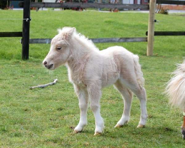 Deckhengst Tiponis Golden Tonic (Shetland Pony (unter 87 cm), 2016, von Birchwood Golden Top)