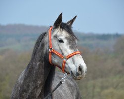 Zuchtstute Farolera (Lusitano, 2010)