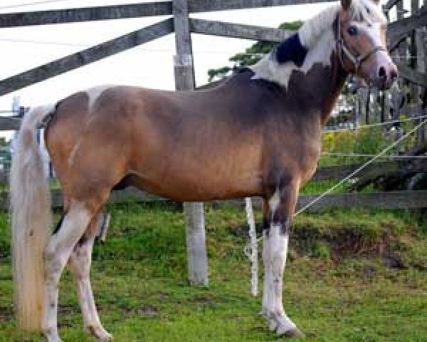 stallion Ace (Lewitzer, 2004, from Acamani)