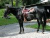 stallion Andy Poco (Quarter Horse, 1979, from Poco Hankins)