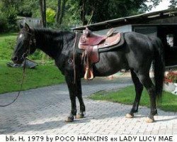 Deckhengst Andy Poco (Quarter Horse, 1979, von Poco Hankins)