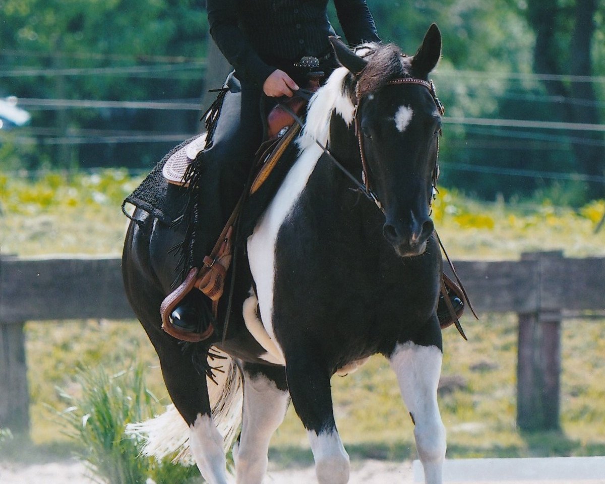 Pferd CR McCues Poco King (Paint Horse, 2006, von King's Qualitycheck)