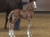 dressage horse Be my Dream 4 (German Sport Horse, 2016, from Borsalino)