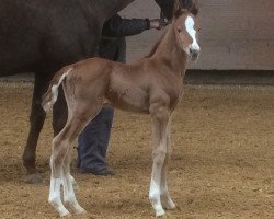 dressage horse Be my Dream 4 (German Sport Horse, 2016, from Borsalino)