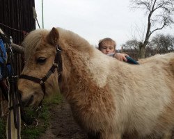 horse Lola Popcorn (Shetland Pony, 2007)