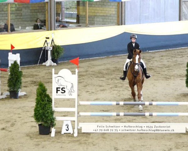 Reitturnier Erlen 2020