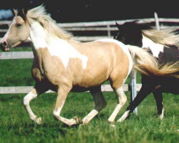 broodmare Sandy (Lewitzer, 1994, from Graveur)