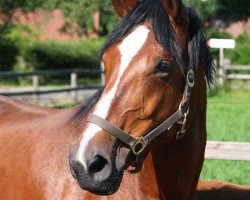 broodmare Val d'Isere (Hanoverian, 1999, from Von Velten)