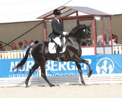 stallion Lightning C (Hanoverian, 2011, from Lorenzio 2)