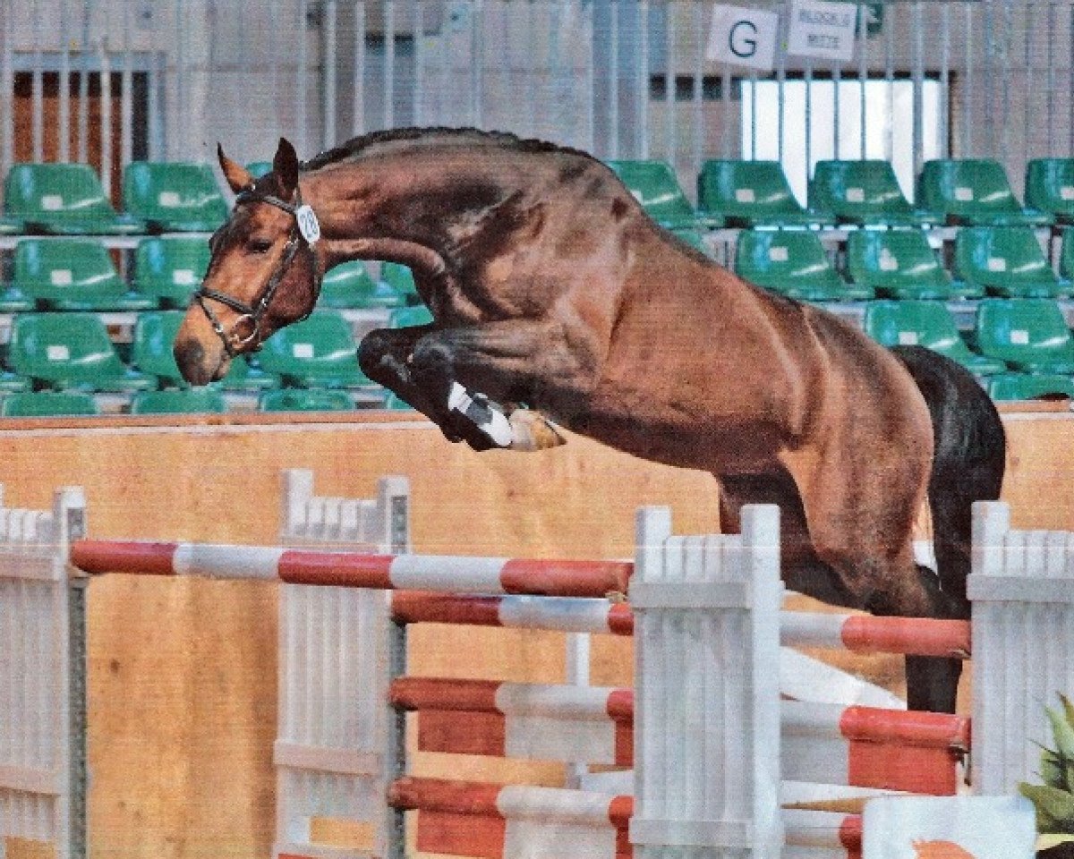 stallion Montendro (German Sport Horse, 2009, from Monte Bellini)
