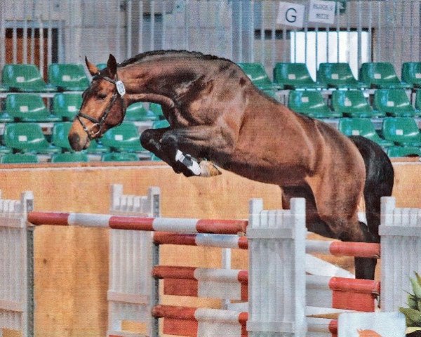 stallion Montendro (German Sport Horse, 2009, from Monte Bellini)