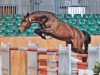 stallion Montendro (German Sport Horse, 2009, from Monte Bellini)