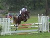 jumper Clara P (German Sport Horse, 2011, from Conthargos)