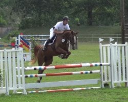 jumper Clara P (German Sport Horse, 2011, from Conthargos)