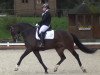 dressage horse Bourbon 29 (Hanoverian, 2011, from Bonifatius)