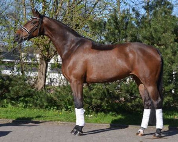 dressage horse Delphina (Hanoverian, 2011, from Diamond Hit)