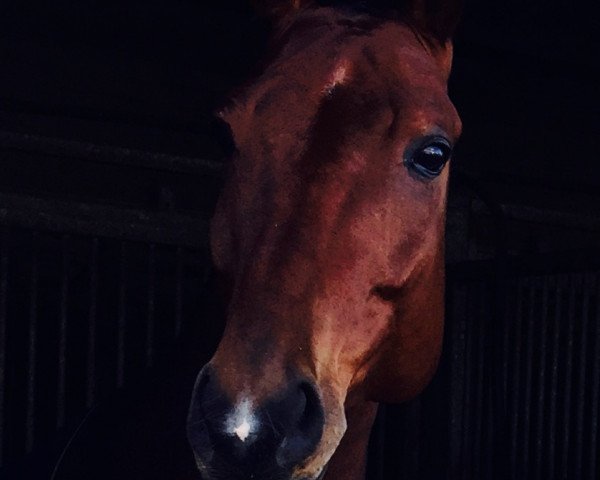 jumper Pegasus 511 (Hanoverian, 2007, from Perigueux)